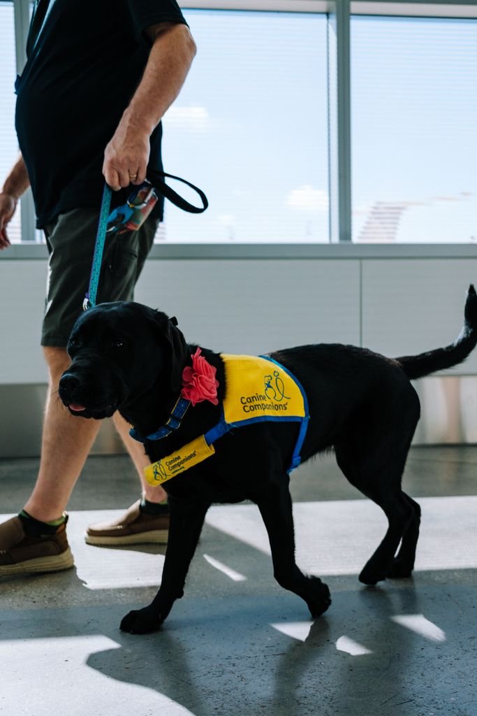 An emotional support animal (ESA) service dog wearing a vest walks alongside a handler in an airport terminal.
